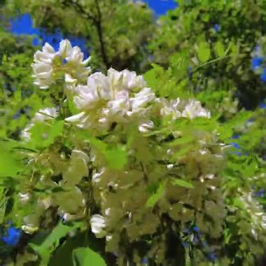 Beyaz Akasya 'nın çiçek açan bir dalı, mavi gökyüzünün arka planına karşı.