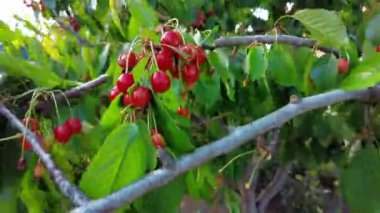 Yaprakların arasında kırmızı kiraz