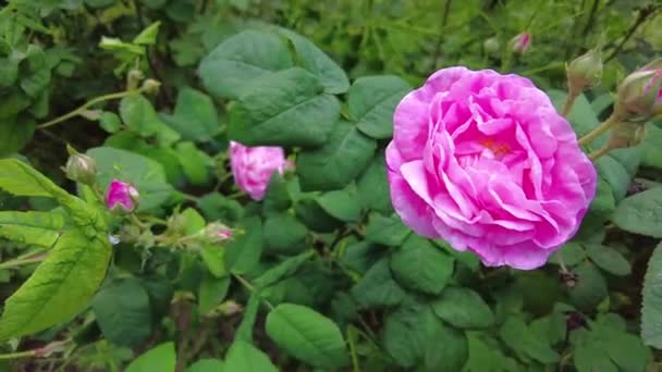 Rose Thé Rose Dans Jardin Sur Fond Buisson — Video