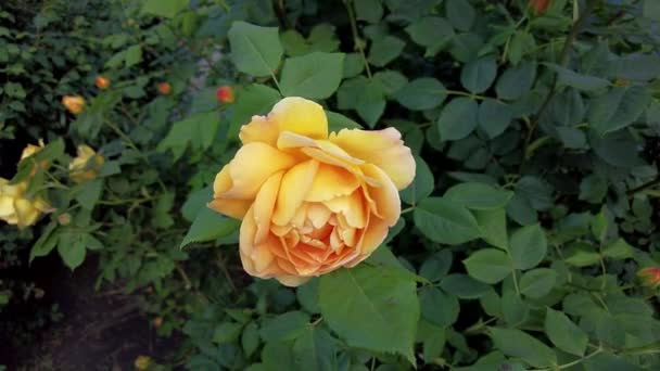 Róże Herbaty Różnych Kolorach Ogrodzie Tle Krzewu — Wideo stockowe