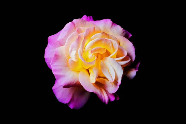 Eine Rose Auf Schwarzem Hintergrund — Stockfoto