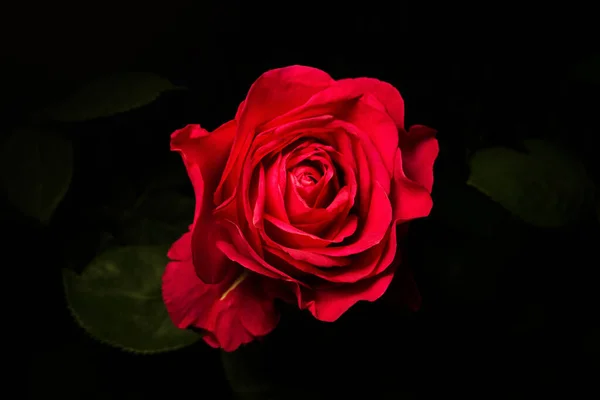 One Rose Black Background — Stock Photo, Image