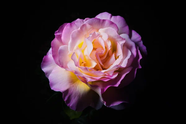 Uma Rosa Sobre Fundo Preto — Fotografia de Stock