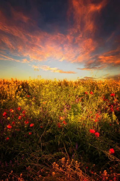 Unique Fantastic Landscape Sunset Field Blooming Wildflowers Foreground — Stock Photo, Image