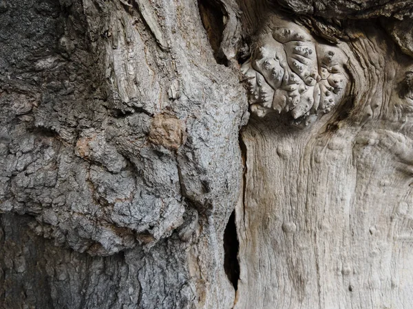 Pęknięta Kora Drzewa Płytkiej Głębokości Pola Niewyraźne — Zdjęcie stockowe