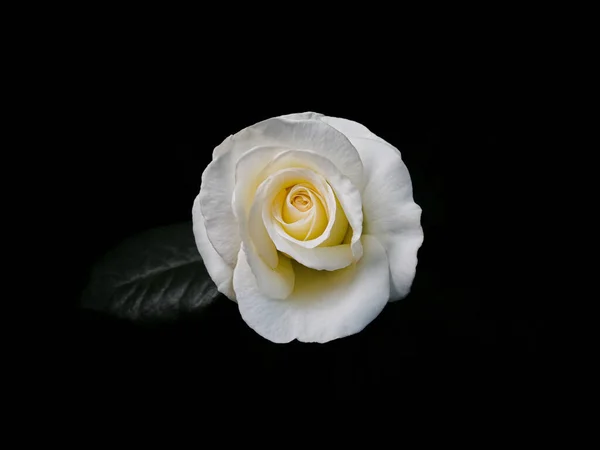 Eine Weiße Rose Mit Grünem Blatt Auf Schwarzem Hintergrund — Stockfoto