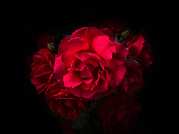 Strauß Roter Rosen Auf Schwarzem Hintergrund Studioleuchte — Stockfoto