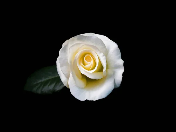 Ένα Λευκό Τριαντάφυλλο Πράσινο Φύλλο Μαύρο Φόντο Απεικόνιση — Φωτογραφία Αρχείου