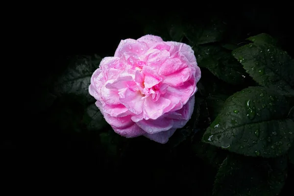 Ένα Ροζ Τριαντάφυλλο Φύλλα Σταγόνες Μετά Βροχή Μαύρο Φόντο — Φωτογραφία Αρχείου