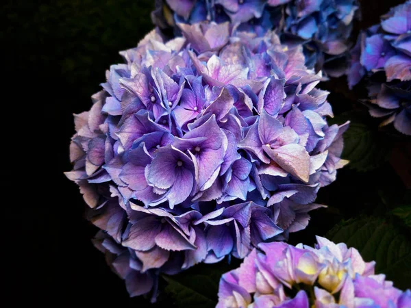 Flor Hortensias Violeta Lila Sobre Negro —  Fotos de Stock