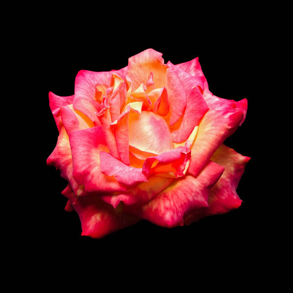 Red-yellow rose, isolate on black. Square