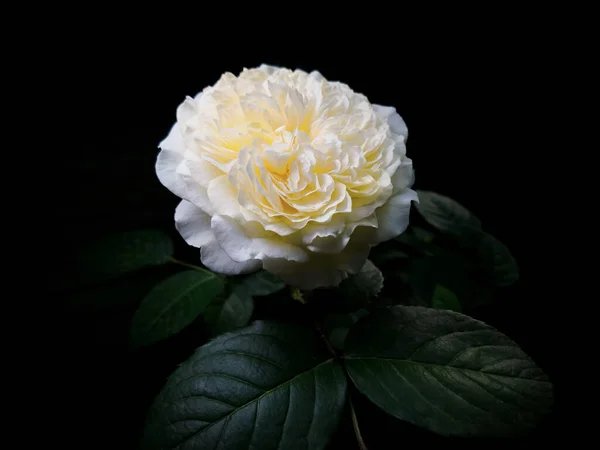 Beige Rose Mit Blättern Auf Schwarzem Hintergrund Horizontal — Stockfoto