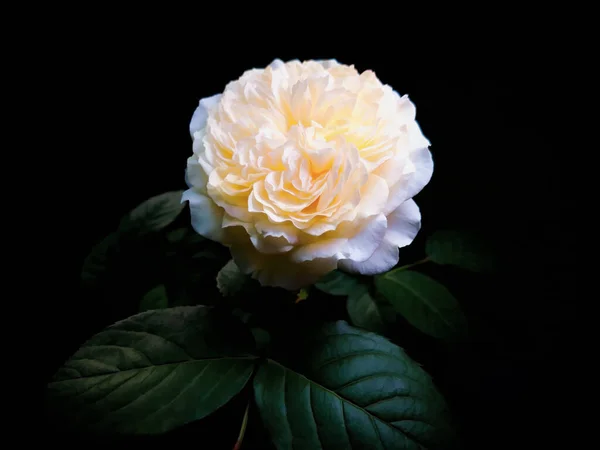 Beige Rose Mit Blättern Auf Schwarzem Hintergrund Horizontal Illustration — Stockfoto