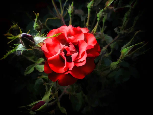 Rode Roos Met Bladeren Een Zwarte Achtergrond Horizontaal Illustratie — Stockfoto