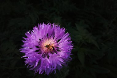 Siyah arka planda mor-leylak Astra bir arı ile