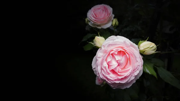 Ροζ Τριαντάφυλλο Μπουμπούκια Και Κλαδιά Φύλλα Μαύρο Φόντο Οριζόντια — Φωτογραφία Αρχείου