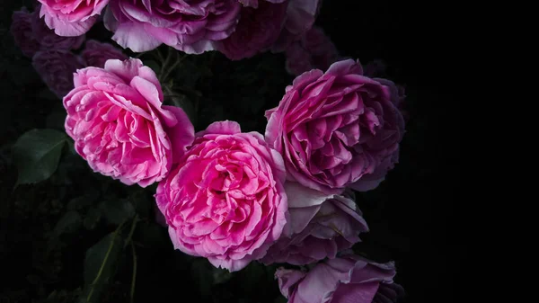 Bush Rosas Rosadas Con Hojas Sobre Ramas Sobre Fondo Negro —  Fotos de Stock