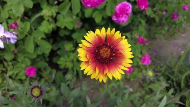 Γαϊλάρδια Λουλούδι Στον Κήπο Μεταξύ Άλλων Λουλουδιών — Αρχείο Βίντεο