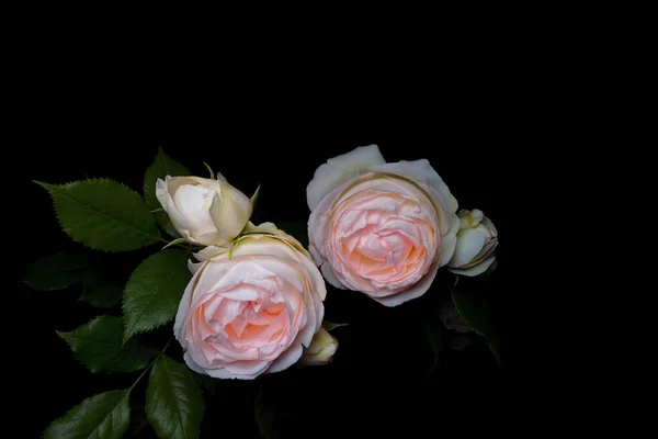Δύο Απαλά Ροζ Τριαντάφυλλα Μπουμπούκια Για Ένα Γάμο — Φωτογραφία Αρχείου