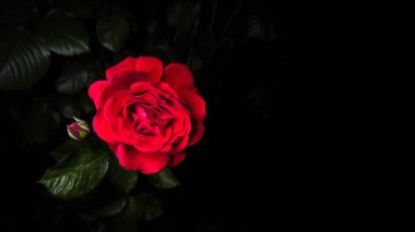 Siyah arka planda yeşil yapraklı kırmızı gül. Yatay kartpostal