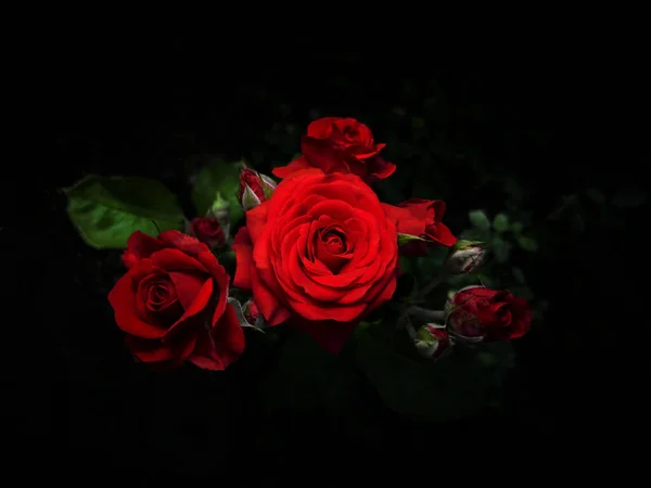 Kırmızı kadife güller ve açılmamış tomurcuklar, siyah arka planda.
