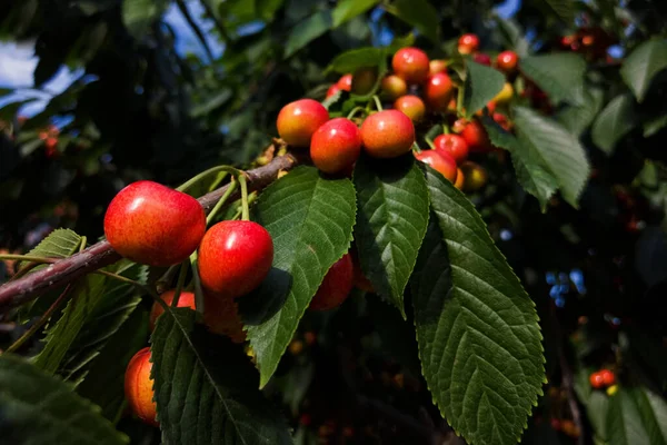 Cereza Roja Madura Cerca Una Rama Día Soleado — Foto de Stock