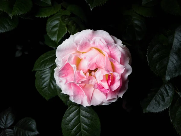 Rosa Rosa Com Folhas Sobre Fundo Preto Cartão Saudação — Fotografia de Stock