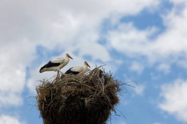 Bulutlu mavi gökyüzüne karşı bir yuvada iki leylek