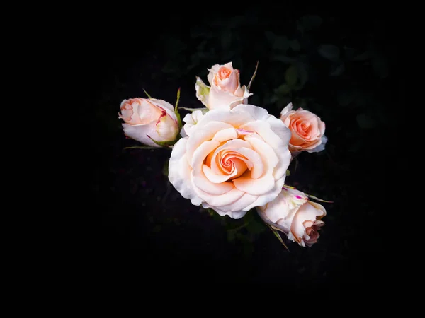 Fünf Sanft Rosa Rosen Auf Schwarzem Hintergrund Studiolicht Isoliert Auf — Stockfoto