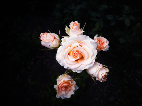 Rosa Zarte Rosen Auf Einem Natürlichen Dunklen Hintergrund Studioleuchte — Stockfoto