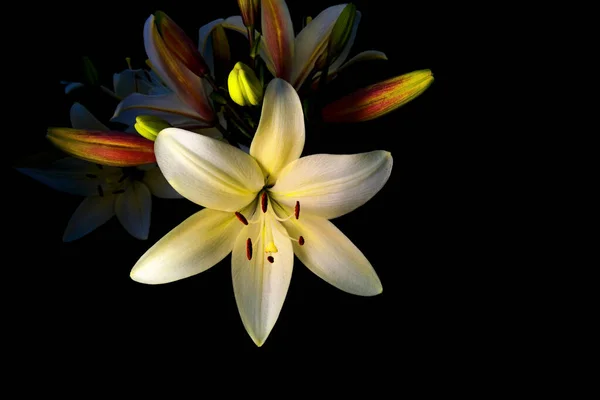 Λουλούδι Κρίνου Κλειστά Μπουμπούκια Μαύρο Φόντο Απομονωμένο Μαύρο Επιλεκτική Μαλακή — Φωτογραφία Αρχείου