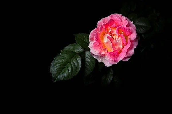 Roze Roos Met Groene Bladeren Achtergrond Zwarte Achtergrond Studiolampje — Stockfoto