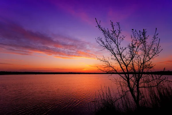 Lago Nascer Sol Com Árvore Juncos Primeiro Plano — Fotografia de Stock