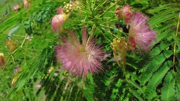 Albizia Green Tree Flowers Closeup Outdoor — ストック動画