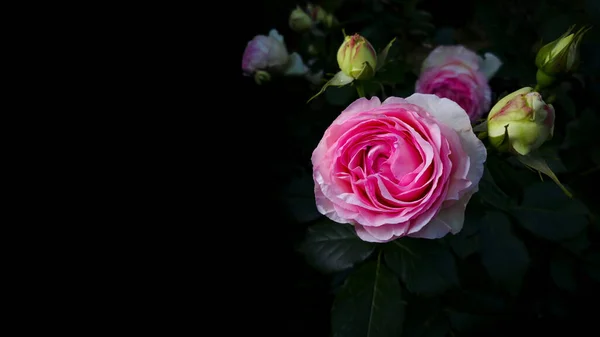 Trandafir Roz Frunze Muguri Nedeschise Fundal Negru Lumina Studioului — Fotografie, imagine de stoc