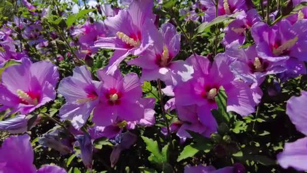 Hibiscus Syrian Purple Bush Close Sunny Day — Stockvideo