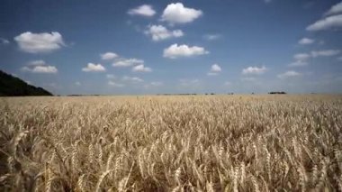 A field of ripe wheat on the background of a blue sky with clouds