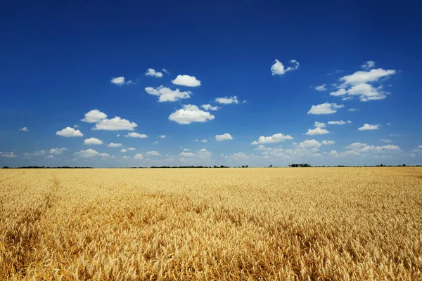 Field Ripe Wheat Background Blue Sky Clouds Harvesting — 스톡 사진