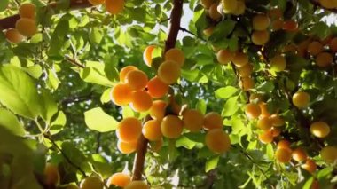 Küçük sarı erikler, yaprakların arasında bir ağaç dalında, güneş ışığı