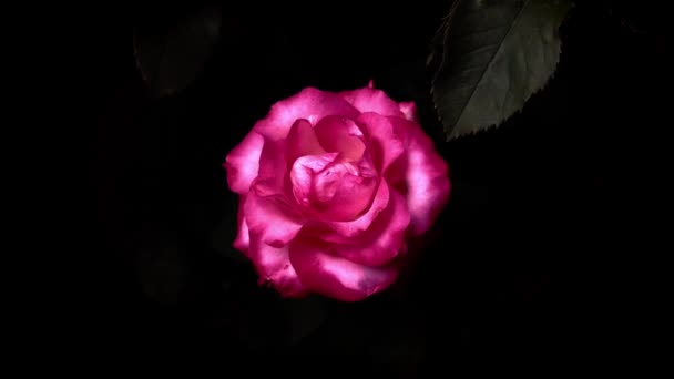 One Rose Black Background Horizontal — Stock videók