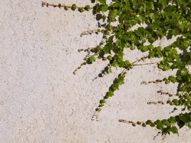Yeşil yapraklı bir tırmanma tesisinin dalları olan beyaz bir duvar. Yatay
