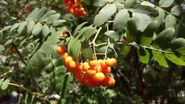 Rowan is common on a sunny day on a branch of a tree with leaves