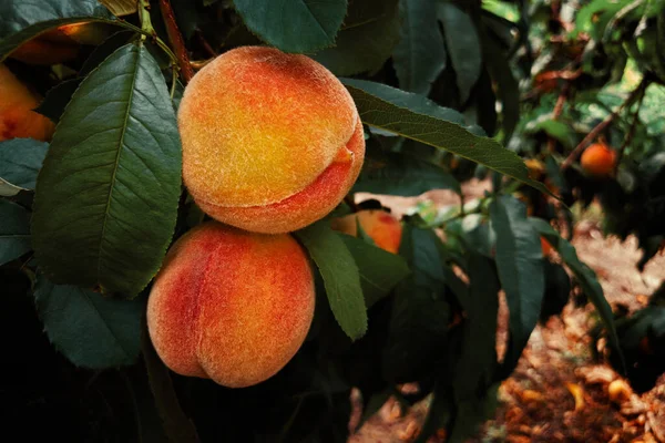 Ripe Peaches Close Tree Branch Sunny Day — Stok fotoğraf