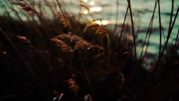 Reeds Dawn Lake Wind Reflections Water Sun — Vídeo de Stock