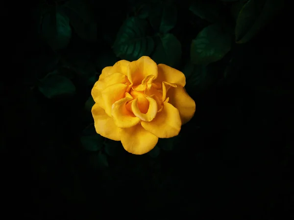 Yellow Rose Background Branch Green Leaves Black — Stockfoto