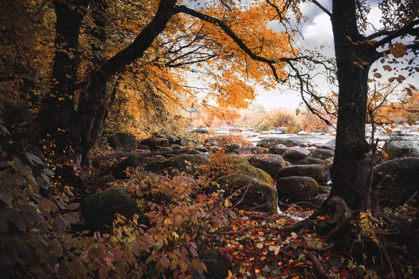 Осенняя Река Лесу Большими Камнями — стоковое фото