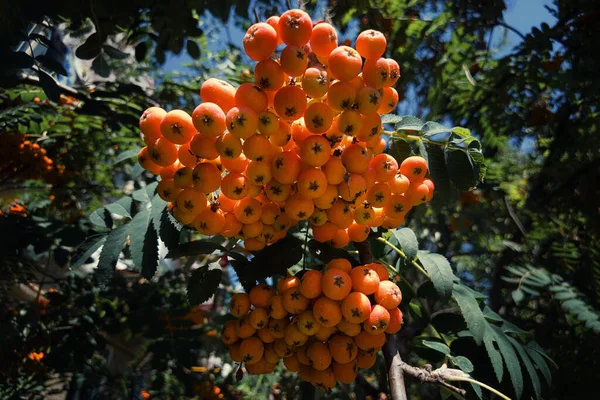 Rowan Common Sunny Day Branch Tree Leaves Artistic Treatment Selective — Stok fotoğraf