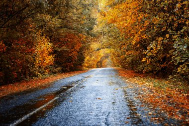 Tunnel of bright autumn trees and wet empty asphalt road after rain. artistic processing
