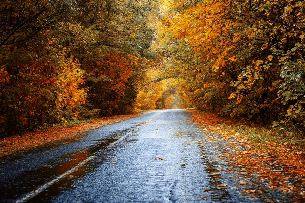 Tunnel Bright Autumn Trees Wet Empty Asphalt Road Rain Artistic — Stock Photo, Image