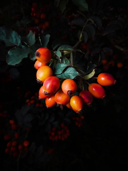 Rosehip Berries Bush Black Background Artistic Processing Selective Focus — Stok fotoğraf